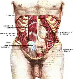 Muscles de l'abdomen (antérieur).
