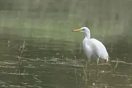 Grande aigrette