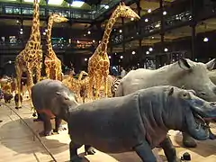 Grande galerie de l'Évolution, Muséum national d'histoire naturelle