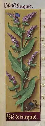 Enluminure représentant une longue plante aux fleurs violettes, entourée de deux insectes.