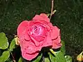 Grandiflora 'El Capitan', Swim 1959, au Bush's Pasture Park Rose Garden, Salem (Oregon).