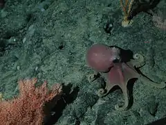 Un poulpe (Graneledone boreopacifica) et un type de corail noir (Trissopathes sp.) au mont sous-marin de Davidson (-1973 m)