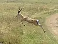 mâle bondissant dans le Serengeti