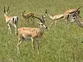 mâle, femelles et jeunes dans le parc national du Serengeti en Tanzanie