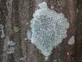 Le Graphis scripta (en) vit préférentiellement sur les feuillus à écorce lisse, principalement dans la partie inférieure du tronc, en milieu forestier plus ou moins ombragé.