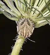 Graphosoma italicum Larve