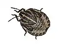 Nymphe d'un Graphosoma italicum