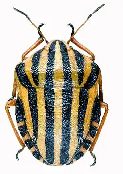 Description de l'image Graphosoma lineatum ssp lineatum, Tipaza, Algeria.jpg.