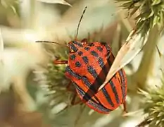 Graphosoma semipunctatum