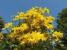 Bouquet de Silphium perfoliatum.