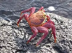 du crabe rouge…
