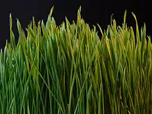 brins d'herbe fine, serrés, verts avec des traces de jaune, sur fond noir visible en haut de la photo