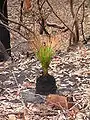 Xanthorrhoea repoussant après un feu de forêt