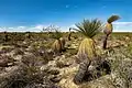 « Grass trees » dans le parc national de Kalbarri. Juin 2019.