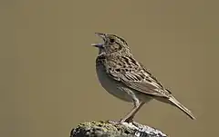 Description de l'image Grasshopper Sparrow (Ammodramus savannarum) (2862896572).jpg.