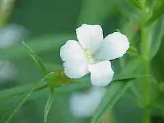Fleur de Gratiola officinalis.