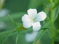 Gratiola officinalis