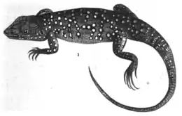 Gravure d'un juvénile de lézard ocellé par Daudin.