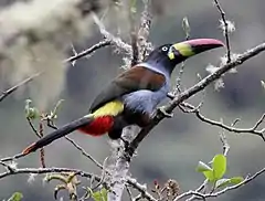 Toucan bleu (Andigena hypoglauca)