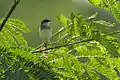 Prinia de Hodgson