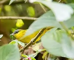 Description de l'image Gray-capped Hemispingus - Buscador Rey (Hemispingus reyi).jpg.