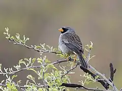 Description de l'image Gray-winged Inca-Finch - Incaspiza ortizi (cropped).jpg.