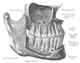Les dents permanentes, vues de la droite.