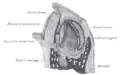 Coupe verticale de la mandibule d'un fœtus humain précoce (X25).
