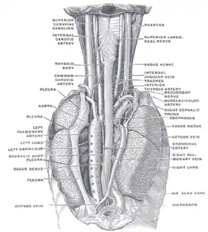Illustration (Gray's Anatomy) de l'appareil respiratoire.