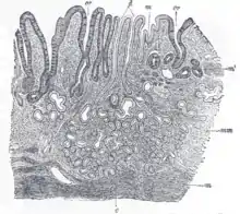Section de la membrane muqueuse de l'estomac humain, près de l'orifice cardiaque.