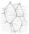 Le plexus myentérique d'un lapin. X 50.