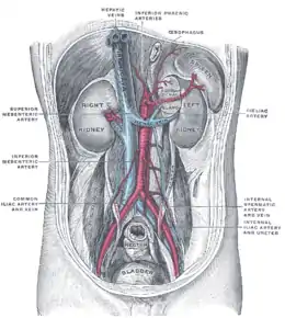 Paroi abdominale postérieure, péritoine retiré, montrant les reins, la capsule surrénale et les gros vaisseaux.