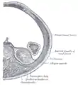 Relation du rein et du carré des lombes