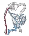 Distribution des vaisseaux dans la corticale du rein