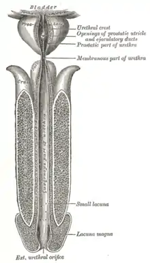 Schéma anatomique de l'urètre masculin.