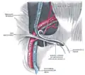 Le cordon spermatique dans le canal inguinal