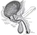 Coupe sagittale (verticale) de la vessie, du pénis et de l'urètre.