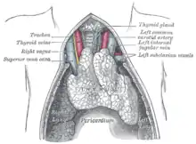 Gravure anatomique représentant le thymus.