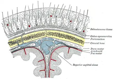 Section schématique du cuir chevelu.