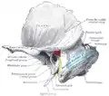 Os temporal gauche montrant des marques de surface pour l'antre tympanique (rouge), le sinus transverse (bleu) et le nerf facial (jaune).
