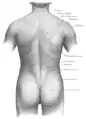 Anatomie de la surface du dos.