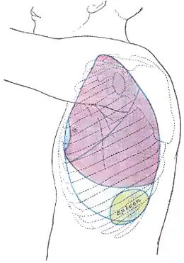 Côté thoracique, montrant les endroits occupés par les os, les poumons (violet), de la plèvre (bleu), et de la rate (vert).
