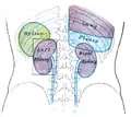 Retour de la région lombaire, montrant les surfaces des reins, uretères et rate en vue postérieure (vue de dos).