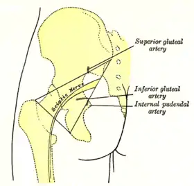 Image illustrative de l’article Abstention de consommer le ligament de la hanche