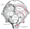 L'os occipital (face externe)