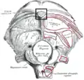 La face externe de l'os occipital.