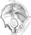 La face interne de l'os occipital, le canal hypoglosse est légendé en bas (Hypoglossal canals).