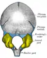 Os occipital à la naissance, face externe : les parties latérales (en jaune.)