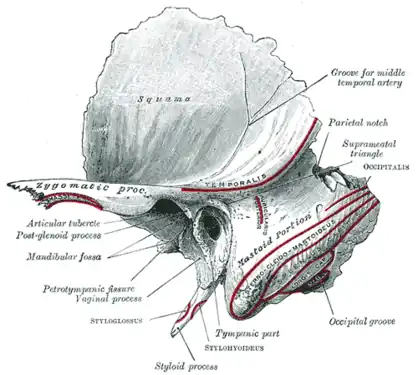Os temporal gauche. Surface extérieure. (Processus styloïde visible en bas au centre.)