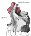 articulation de l'os nasal et de l'os lacrymal avec le maxillaire.